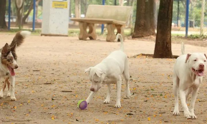 Estatuto dos Cães e Gatos prevê penas para quem maltratar animais